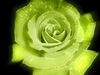 Csf